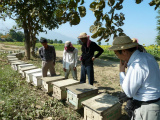 06_日本の養蜂家の現地指導２０１１年１２月.jpg